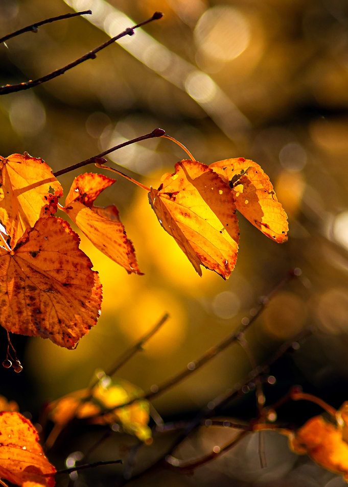 Windy Day Of Golden Autumn