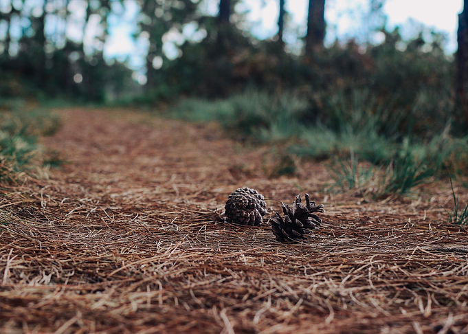 Pine seeds on the road