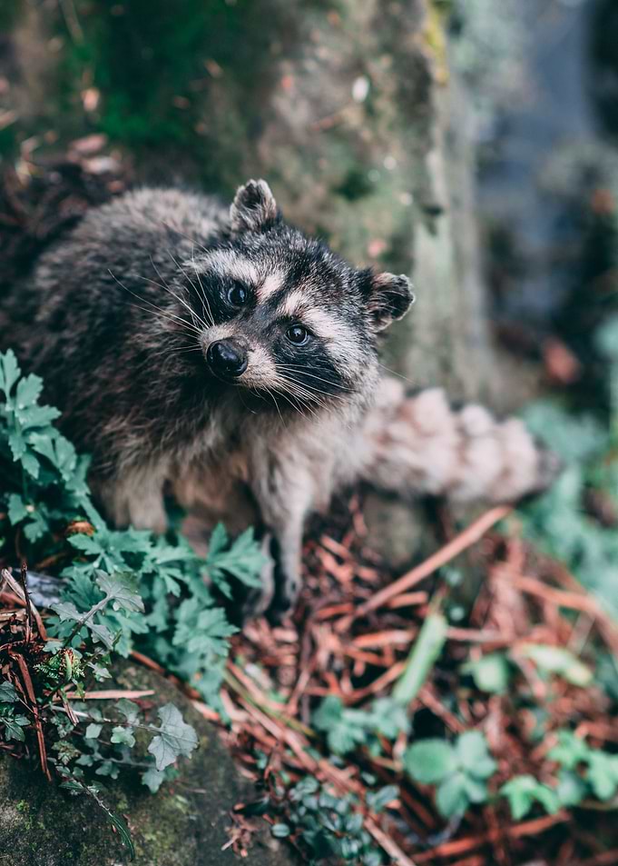 Cute little creature