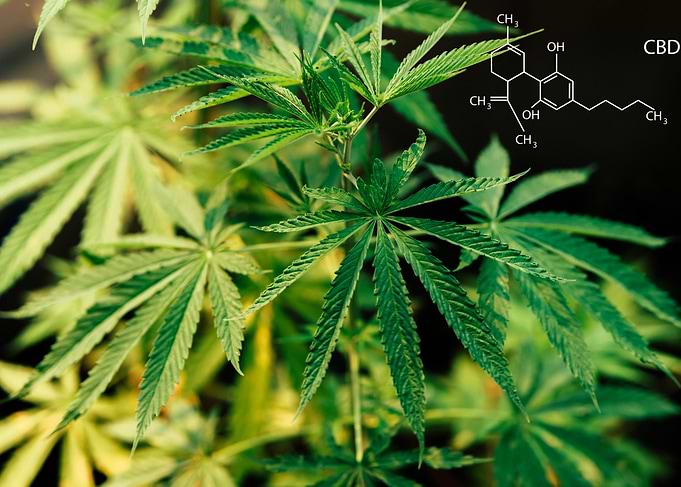 Formulation of the CBD