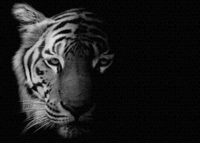 white tiger