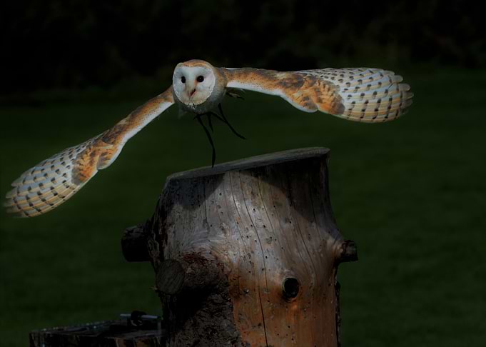 Owl Artwork