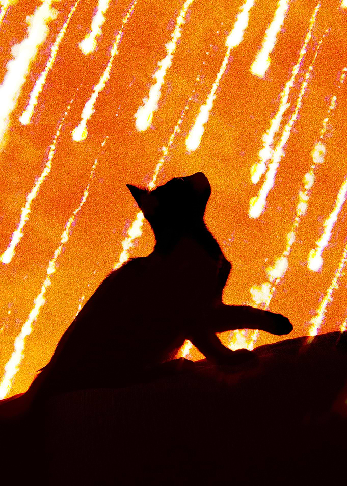 The Cats See it Coming