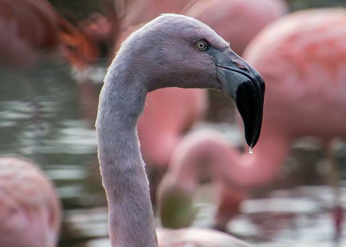 Pink flamingo