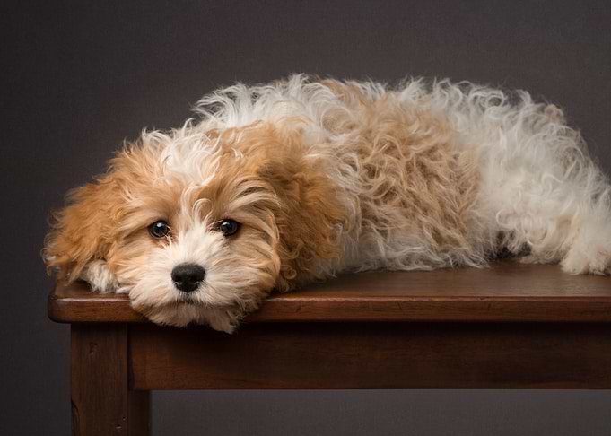 Cute Puppy
