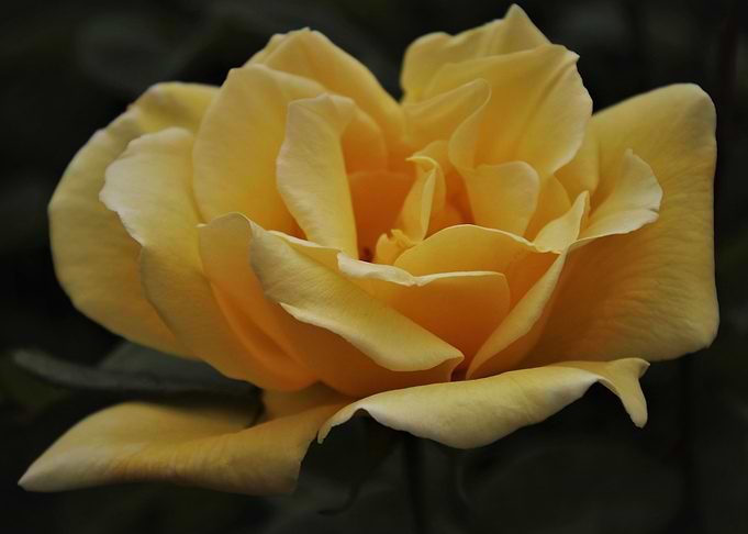 A yellow rose