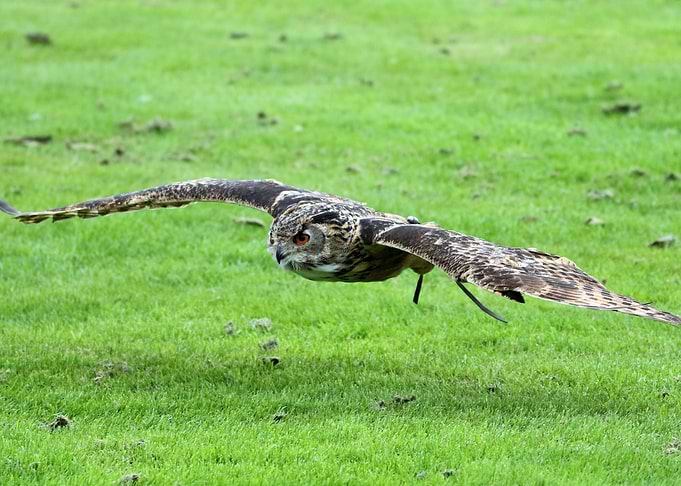 Owl