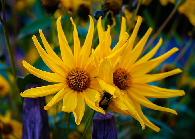 Yellow Flower Portrait
