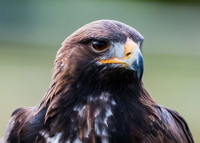 Eagle
