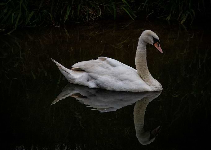 Beautiful Swan