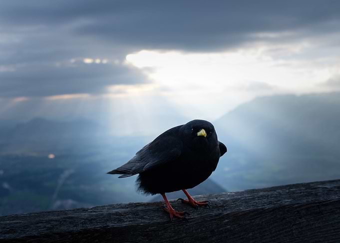 Bird Artwork