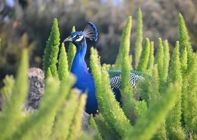 Peacock