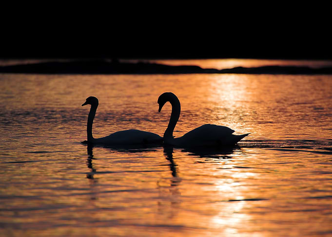 Swans