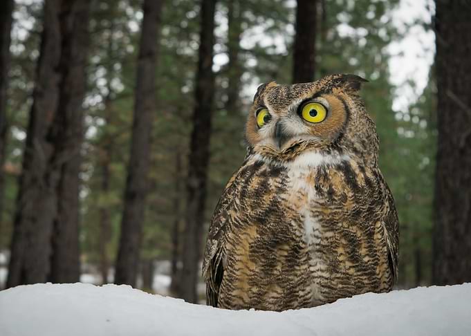 Owl