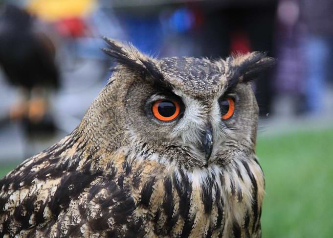 Owl
