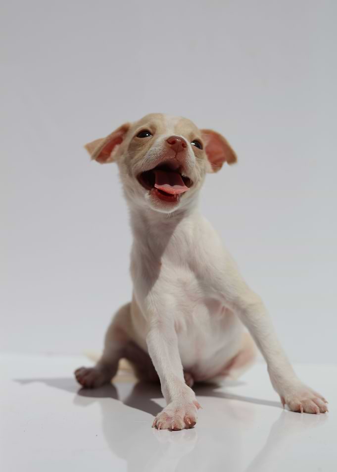 Chihuahua