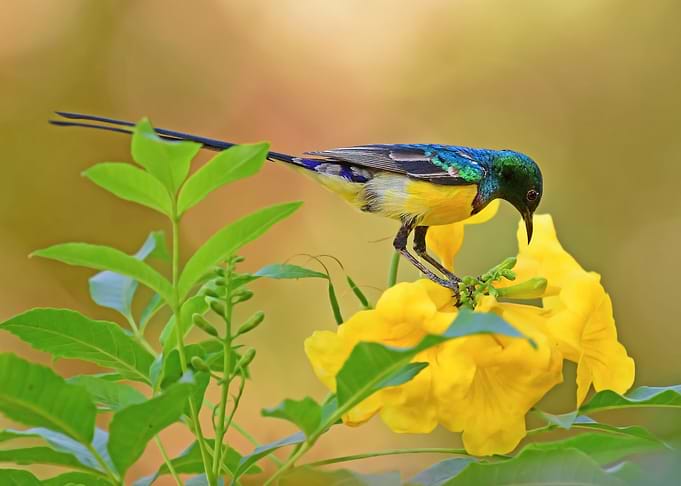 Small Bird