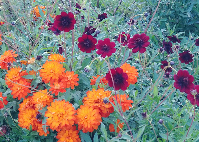 autumn flowers