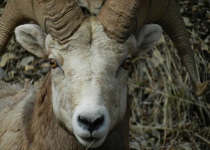 Ram