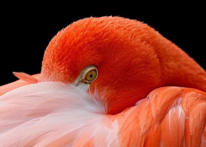 Pink flamingo