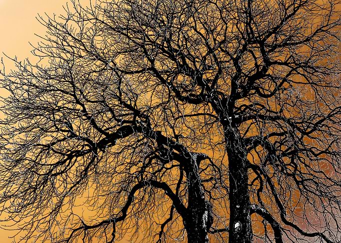 Leafless
