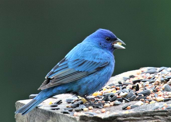 Small Bird