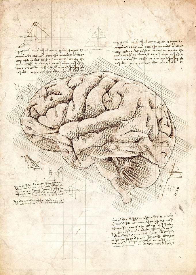 Human Brain