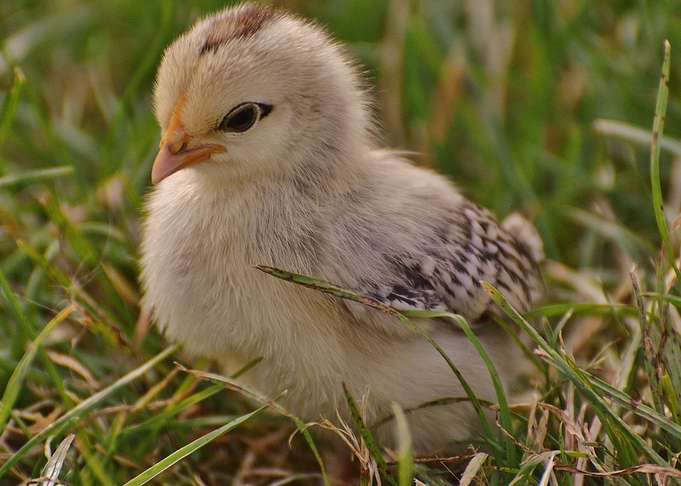 Baby chicken