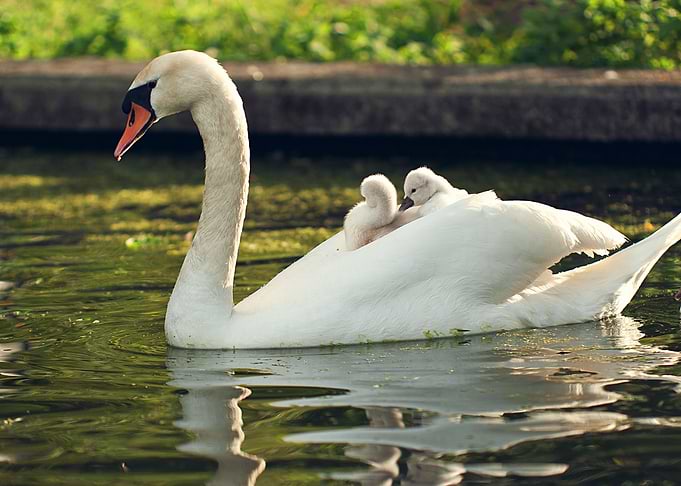 Swans