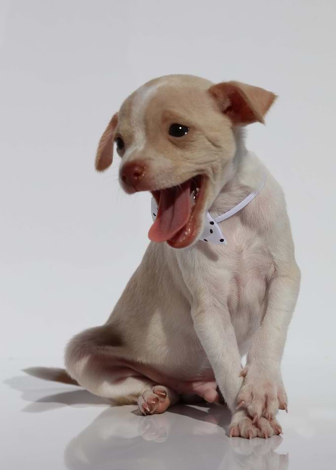 Chihuahua