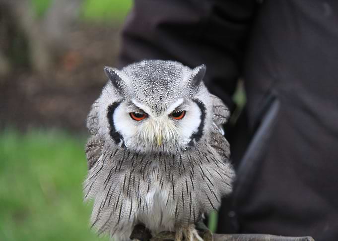 Owl