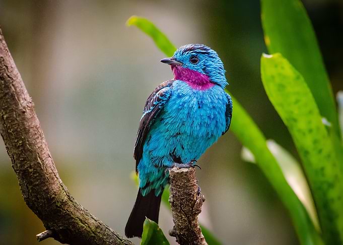 Small Bird