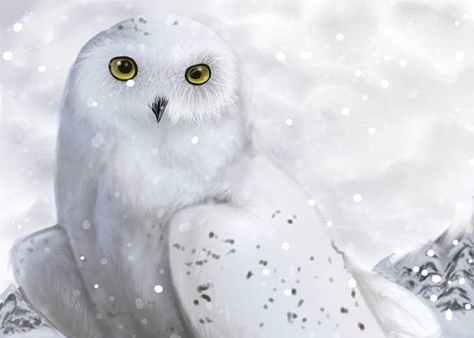 White Owl Artwork
