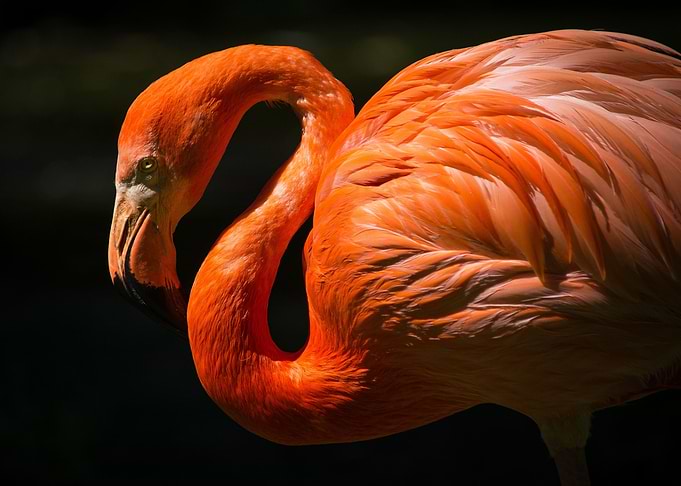 Pink flamingo