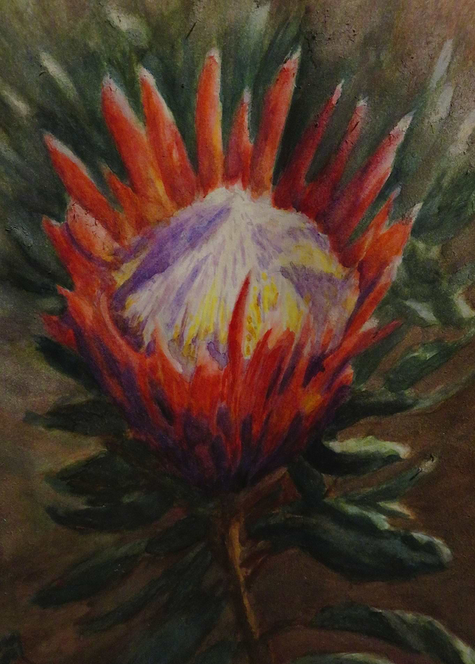 Protea Star of the Wilds