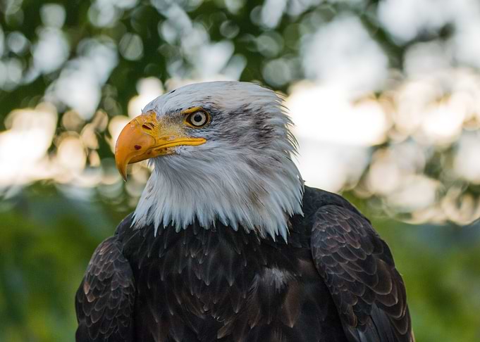 Eagle