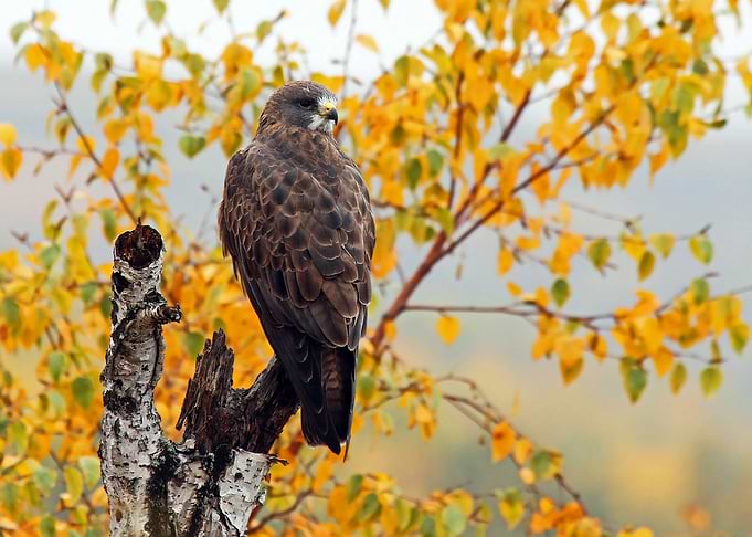 Hawk
