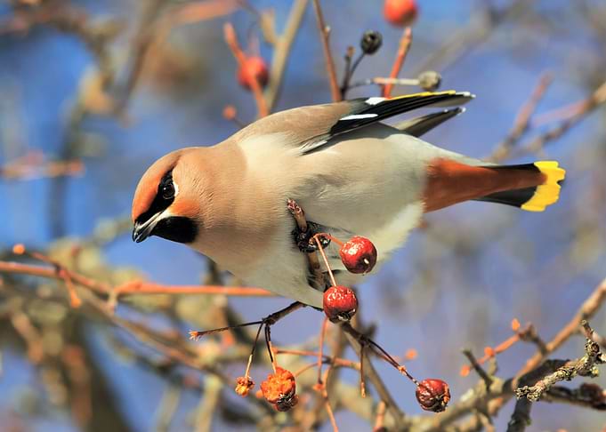 Colorful Bird