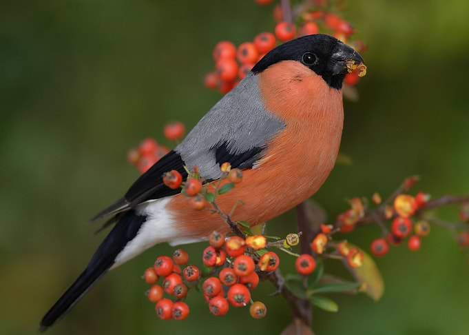 Small Bird