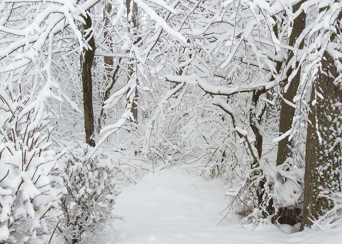 Winter forest