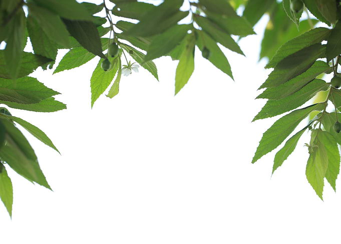 Green Leaf