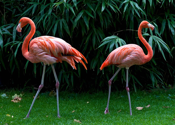 Pink flamingos