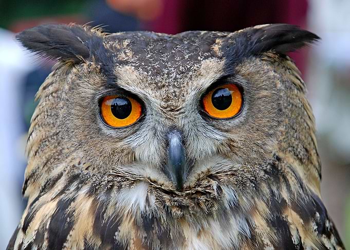 Owl