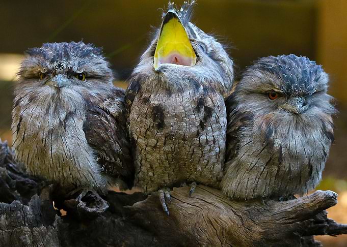 Babies Owl