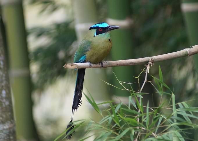 Small Bird