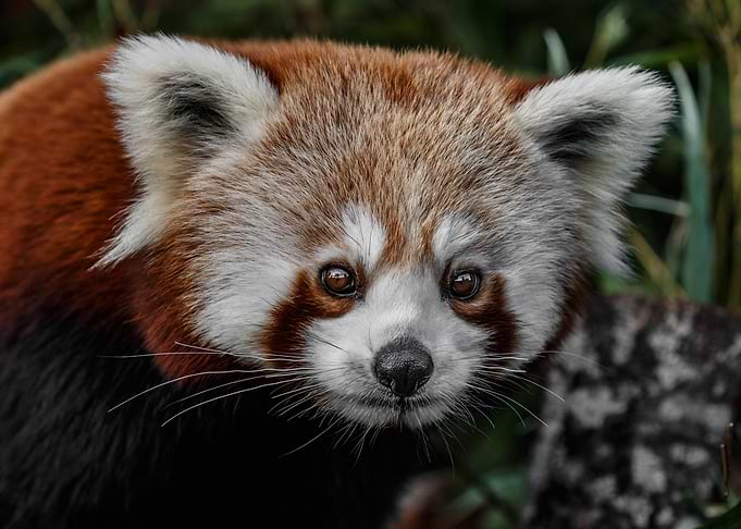 Red Panda
