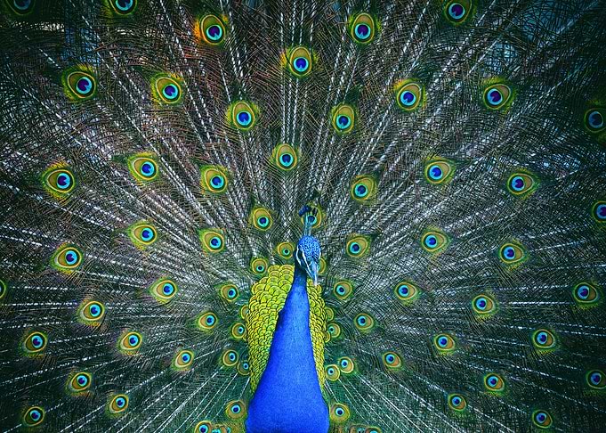 Peacock