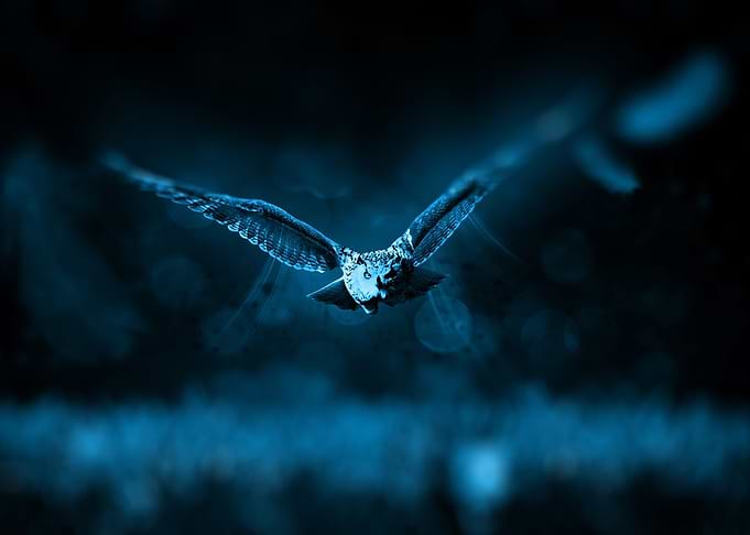 Owl Artwork