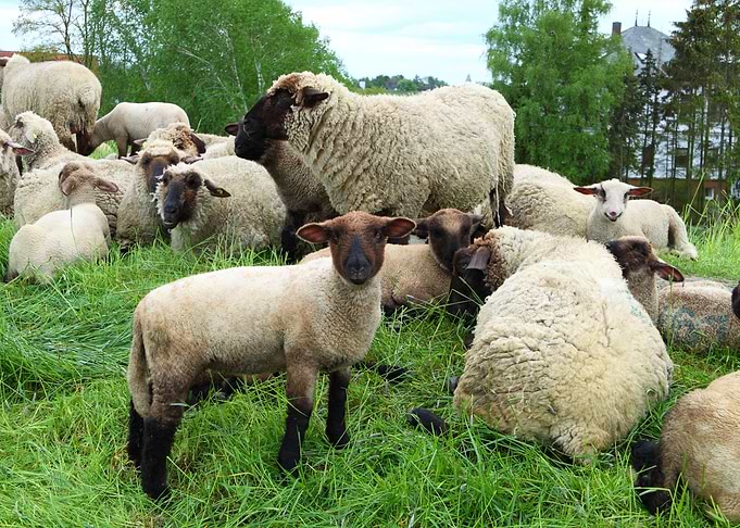 Sheeps