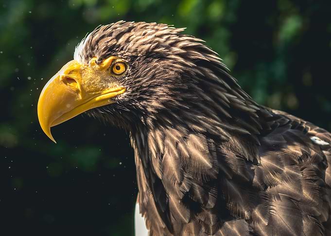 Bird of prey